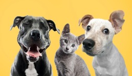 TikTok英国小店推出宠物产品类目
